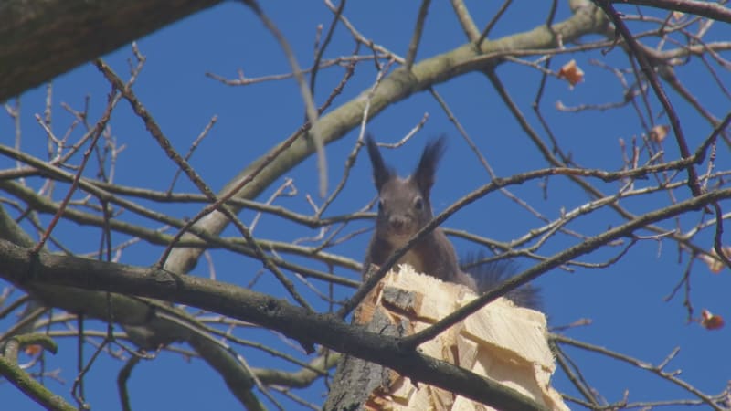 Agresivní veverka terorizuje americké město. Všude byla krev, popsala žena z nemocnice