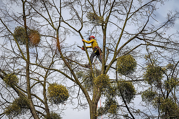 Města se snaží zkrotit jmelí, stále je na tom nejhůře Moravskoslezský kraj