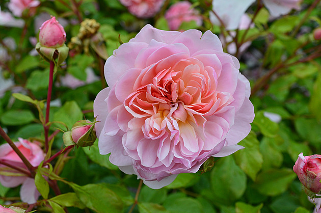 Nejvyšší čas zazimovat růže. Zjistěte, kdy začít a jak na to