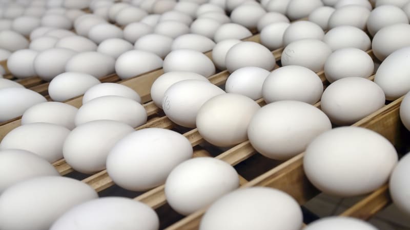 Teplotní šok pro česká vejce: Nová norma ušetří producentům energii, cena však neklesne. Proč?