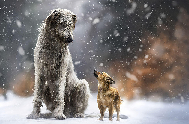 Hlasujte pro roztomilé mazlíčky. Hrají o prémiové krmivo, vy o krásnou knihu