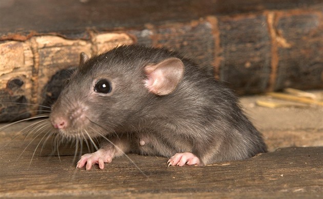 Pozor na potkany a krysy vylézající ze záchodů, varoval Washington obyvatele