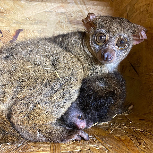 Nadílka v jihlavské zoo: malý lenochod a také komba. Školáci mají vstup za korunu