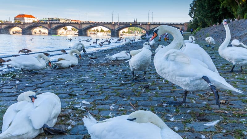 Krádež labutí z Vltavy: Nešlo o záchranu, říkají odborníci. Policie stále pátrá