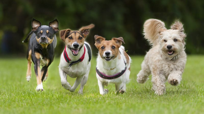 Příběh sedmi psů dojal miliony lidí. Spojili síly, aby ušli dlouhou pouť domů