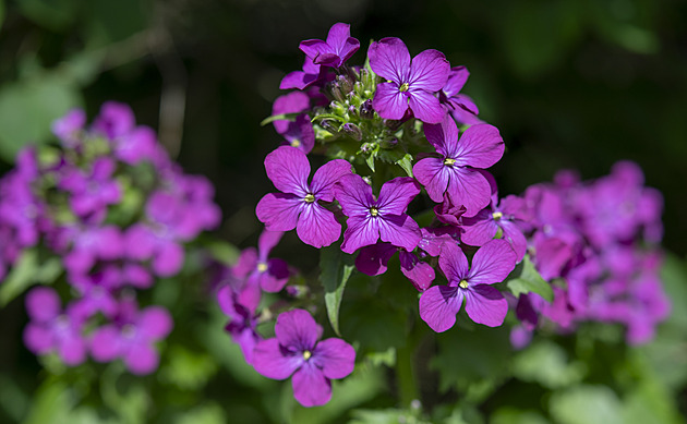 Když je za okny těsno. Na sadbovače recyklujte odpad jako Zahradnice po ruce