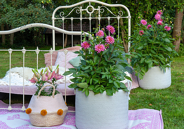 Jarní výsadba do zahrady i truhlíků. Kdy vysadit jiřiny, mečíky a begónie