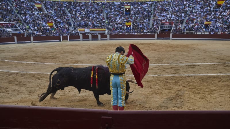 Slavného matadora těžce zranil býk, ukazují záběry. Roh zvířete mu pronikl do těla