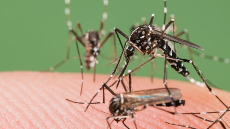 Oblíbené letovisko Čechů zaplavili nebezpeční komáři. Mohou přenášet smrtelné nemoci