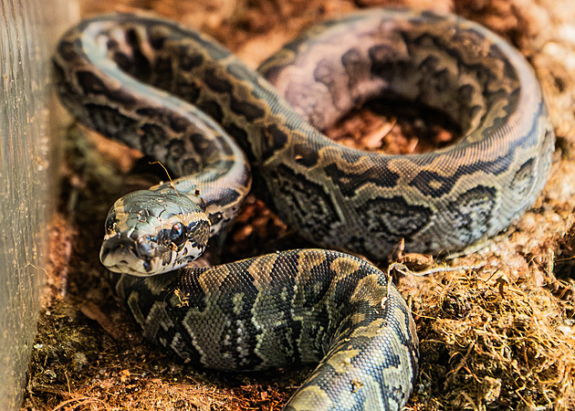 Dvůr má mláďata největšího afrického hada, krajta písmenková dokáže sníst gazelu