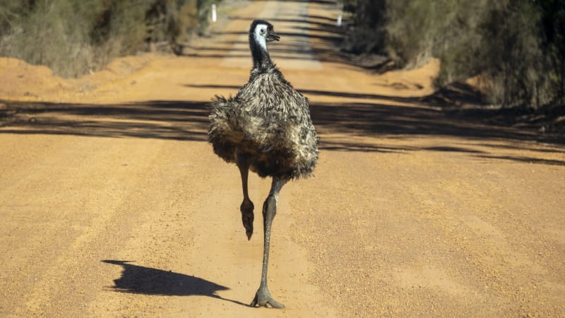 Bizarní zápas na britské silnici: Muž se snažil zkrotit emu, obří pták ho ale poslal k zemi