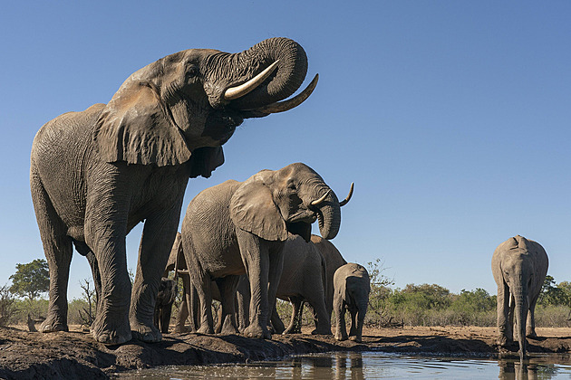 Botswana slaví výročí nezávislosti, kvůli hostině schválila porážku 23 slonů