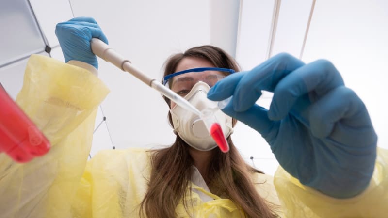Evropou se šíří nový virus Shamonda. Česko spouští mimořádná opatření