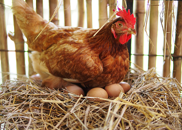 Veterináři budou na Českobudějovicku likvidovat chov slepic kvůli salmonele